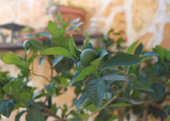 דירה Provence דוברובניק